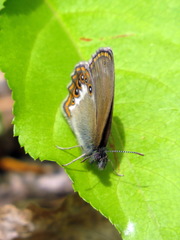 Coenonympha hero