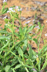 Cakile maritima maritima