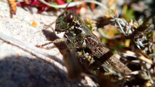 Kennicott's Grasshopper