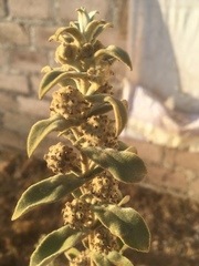 Buddleja perfoliata