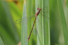 Lestes