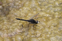 Leucorrhinia intacta