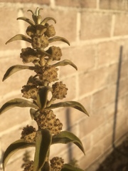 Buddleja perfoliata