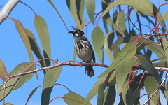 Phylidonyris novaehollandiae
