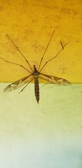 Tipula maxima