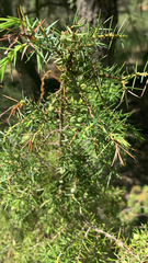 Juniperus