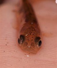 Galaxias olidus