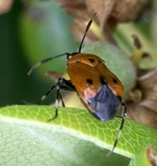 Deraeocoris punctum