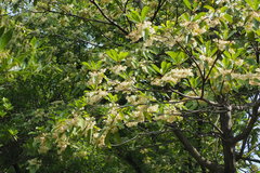 Elaeocarpus sylvestris