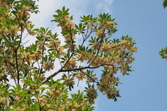 Elaeocarpus sylvestris