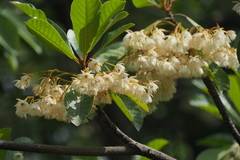 Elaeocarpus sylvestris