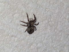 Pseudeuophrys lanigera