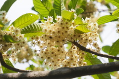 Elaeocarpus sylvestris