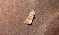 Autographa macrogamma