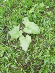 Arctium tomentosum