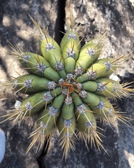 Trichocereus terscheckii