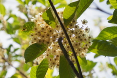 Elaeocarpus sylvestris