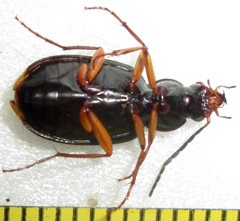 Chlaenius signatus