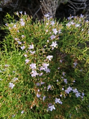 Limonium scabrum