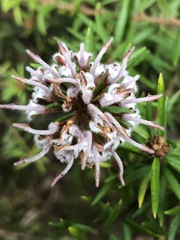 Grevillea phylicoides