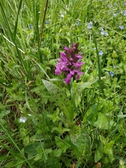 Dactylorhiza majalis