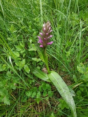 Dactylorhiza majalis