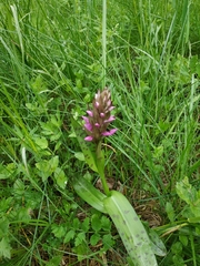 Dactylorhiza majalis