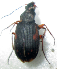 Chlaenius signatus