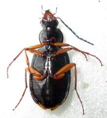 Chlaenius signatus
