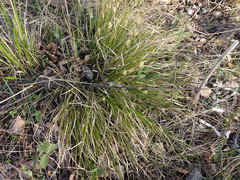 Carex pediformis macroura