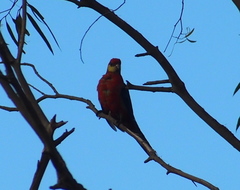 Platycercus icterotis icterotis