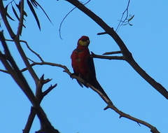 Platycercus icterotis icterotis