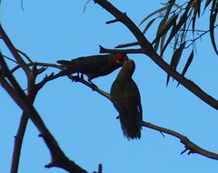 Platycercus icterotis icterotis