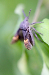 Megymenum brevicorne