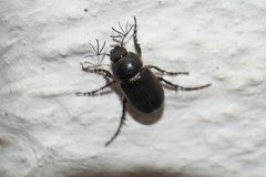 Tanyproctus reichei