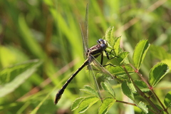 Phanogomphus exilis