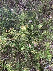 Grevillea phylicoides