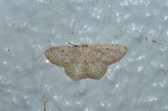 Idaea imbecilla