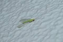 Chrysoperla nipponensis