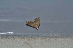 Diplopseustis perieresalis