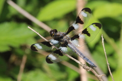 Libellula pulchella