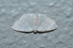 Lomographa bimaculata