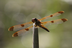 Libellula semifasciata