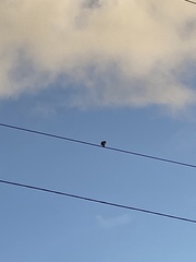 Myiarchus antillarum