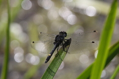 Leucorrhinia intacta