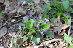 Viola alba dehnhardtii