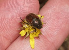 Blitopertha lineolata