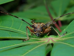 Epepeotes luscus