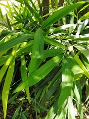 Alpinia nutans