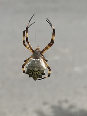 Argiope argentata
